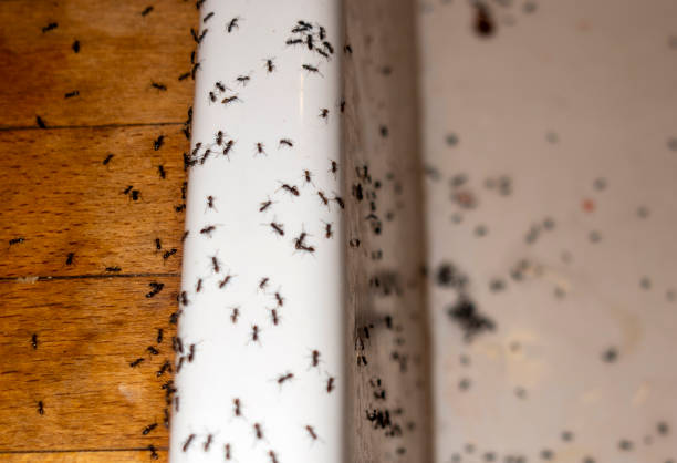 Best Wasp Removal Services  in Camilla, GA
