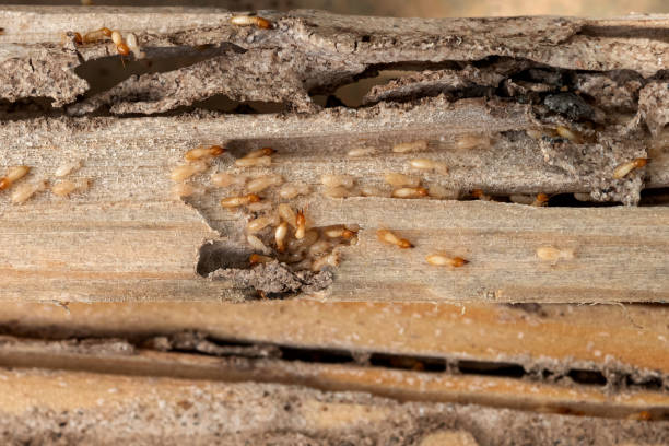 Best Bed Bug Extermination  in Camilla, GA